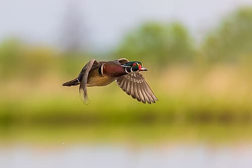 Wood duck male in flight, Marion County, Illinois. Art Print